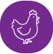 مرغ گوشتی
